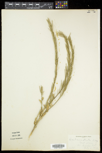 Barbarea stricta image