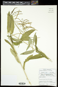 Borodinia canadensis image