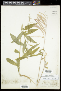 Borodinia canadensis image