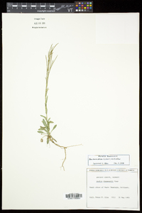 Boechera stricta image