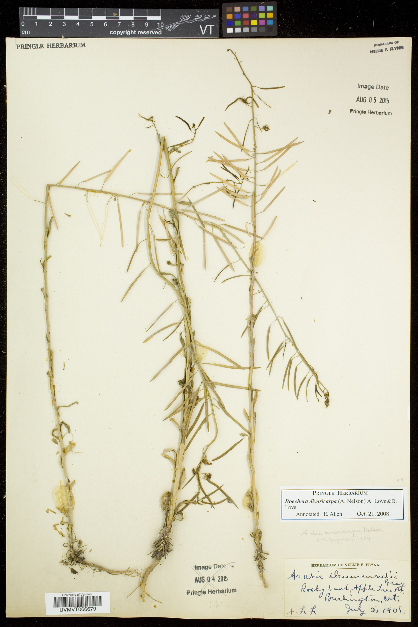 Boechera grahamii image