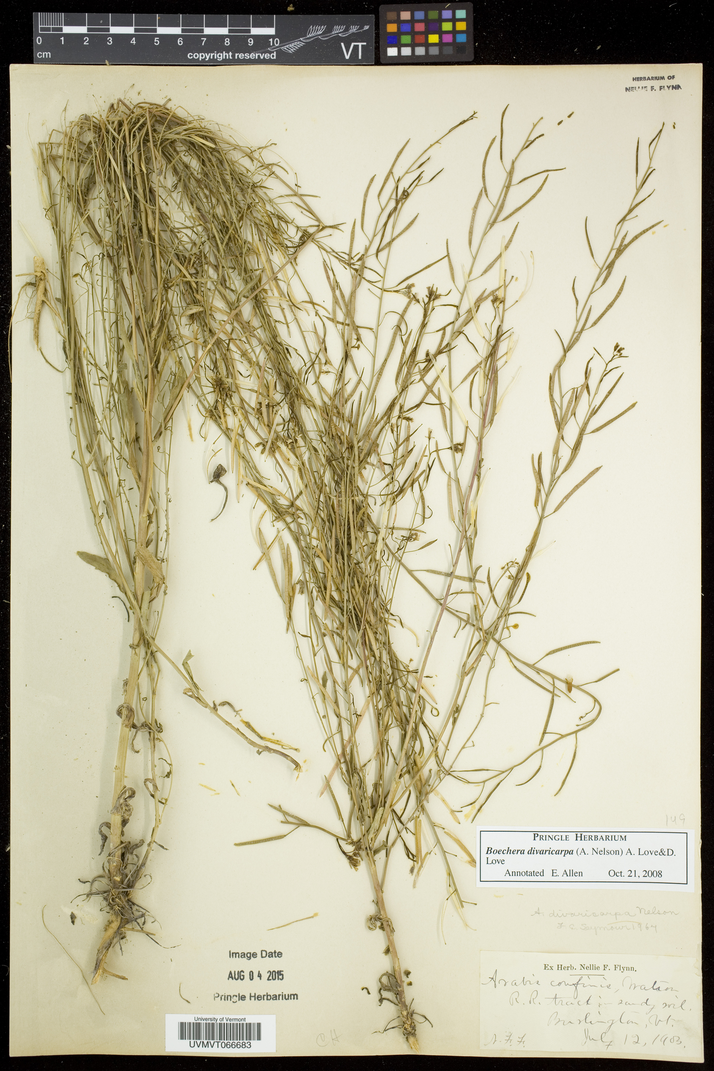 Boechera grahamii image