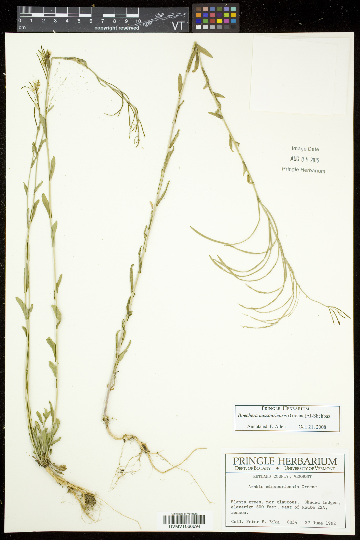 Borodinia missouriensis image