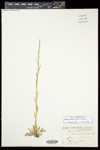 Boechera stricta image