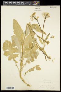 Brassica rapa image