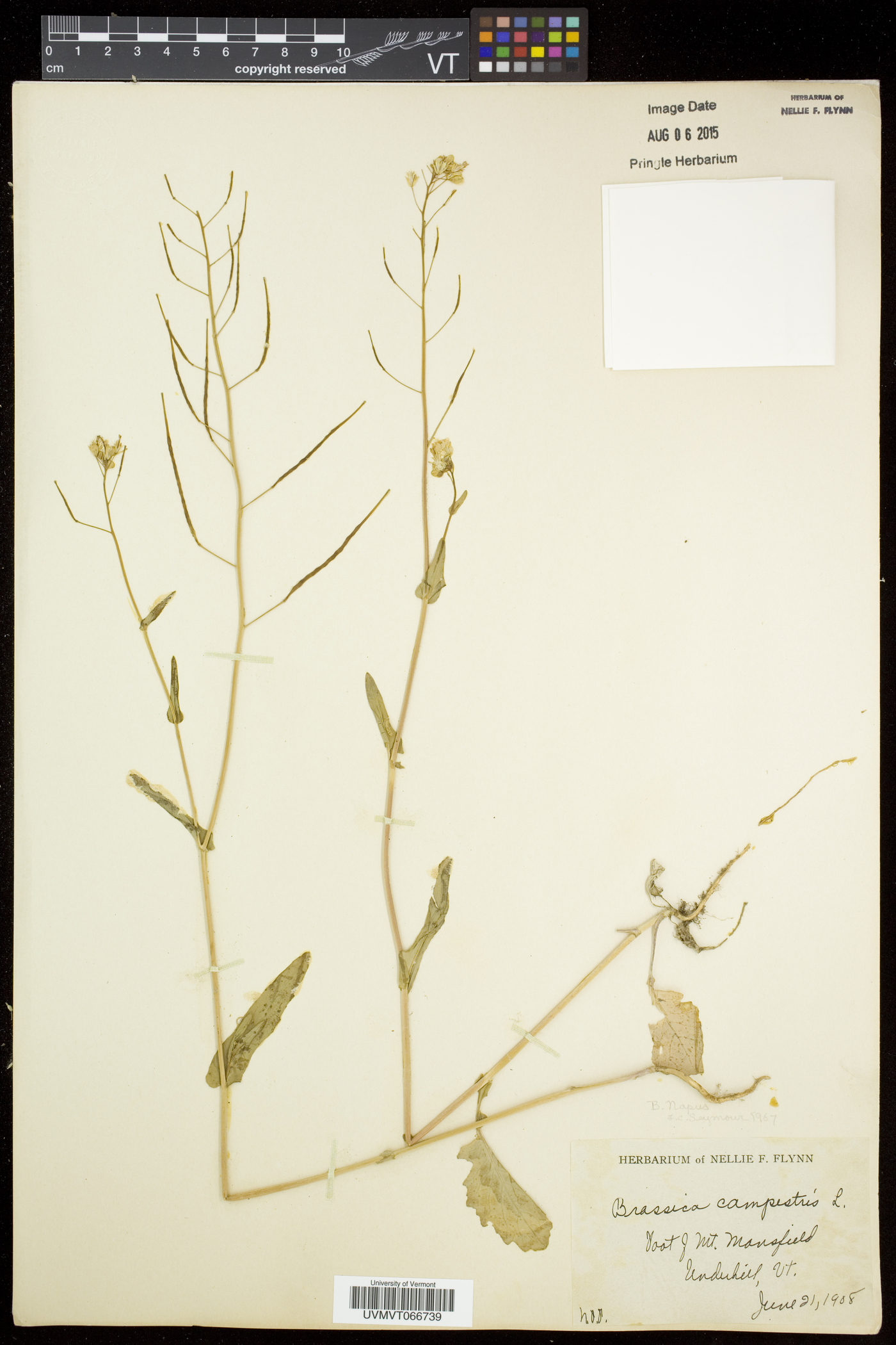 Brassica napus image