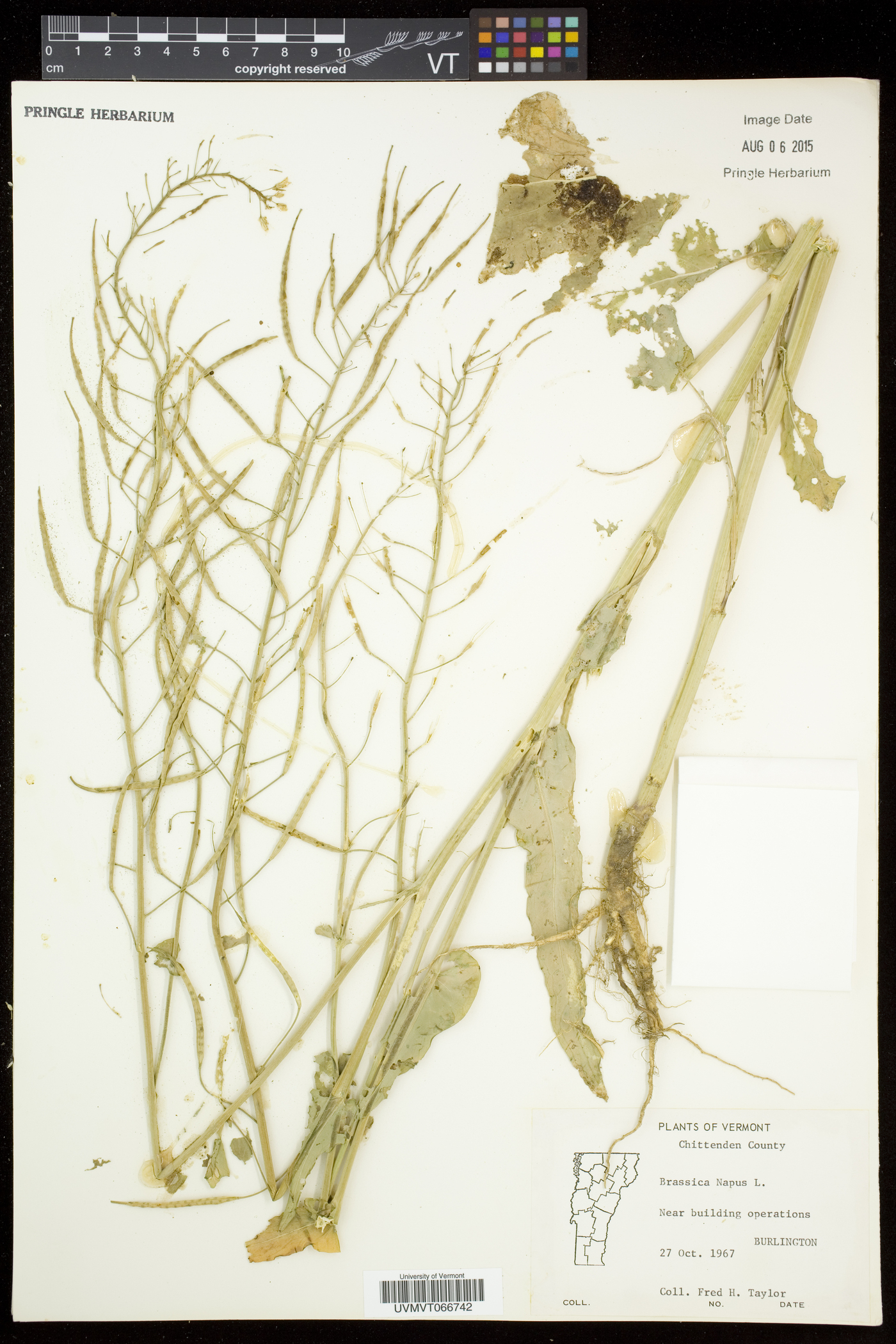 Brassica napus image