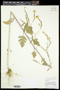 Brassica nigra image