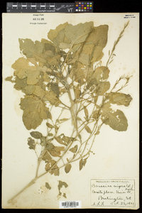 Brassica nigra image