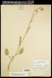 Brassica nigra image