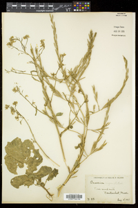 Brassica nigra image