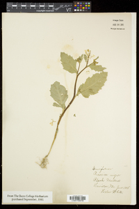 Brassica nigra image