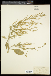 Brassica juncea image