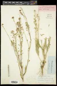 Camelina microcarpa image