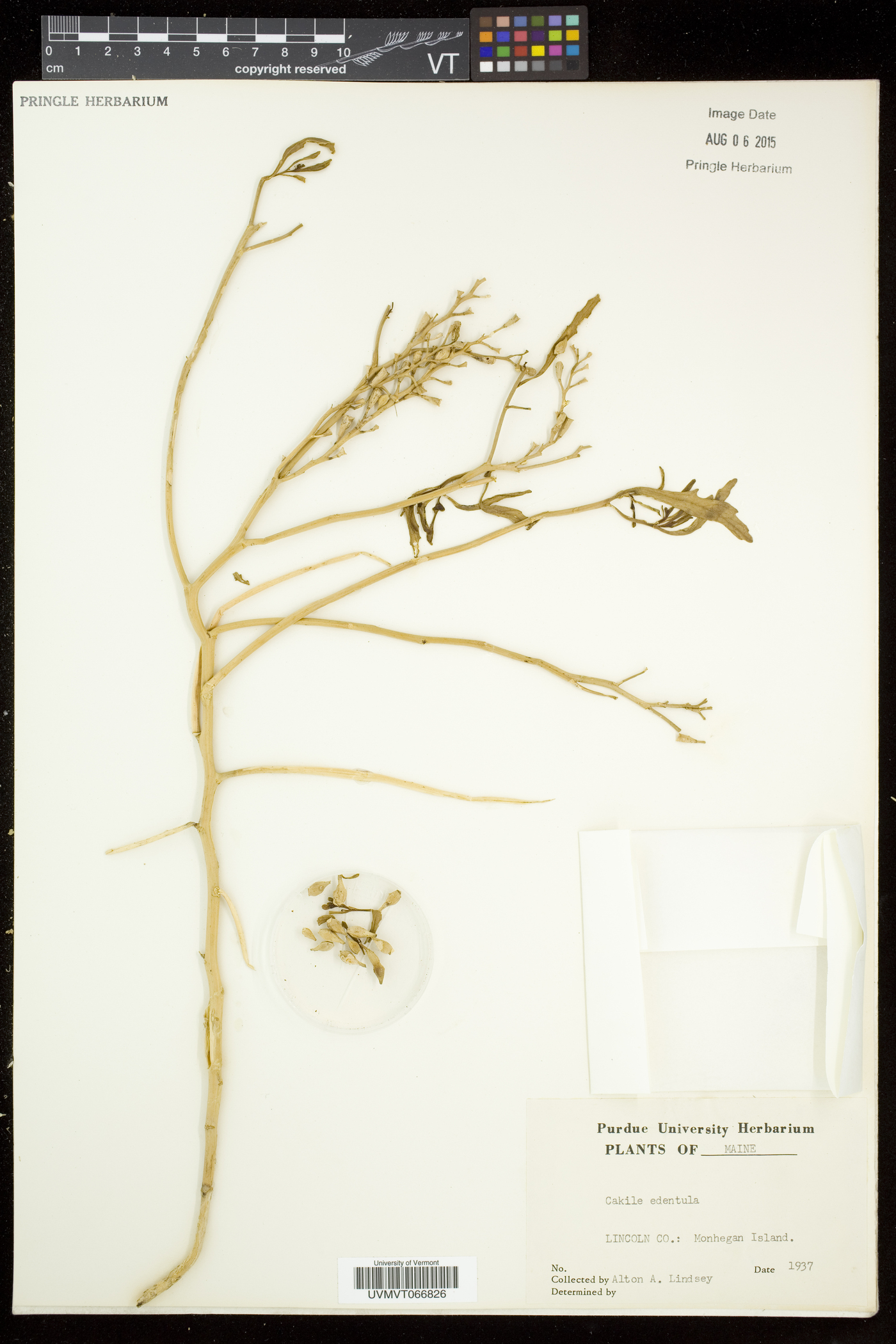 Cakile edentula subsp. edentula image