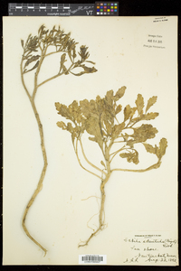 Cakile edentula subsp. edentula image