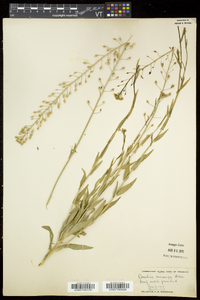 Camelina microcarpa image