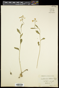 Cardamine bulbosa image