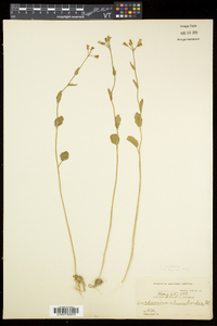 Cardamine bulbosa image