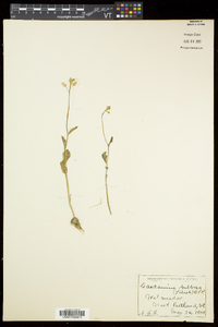 Cardamine bulbosa image