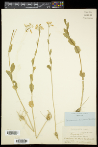 Cardamine bulbosa image