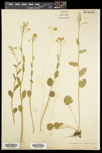 Cardamine bulbosa image