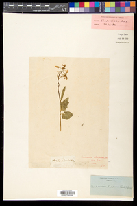 Cardamine bulbosa image