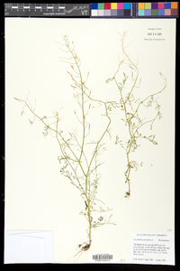 Cardamine parviflora image