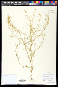 Cardamine parviflora var. arenicola image