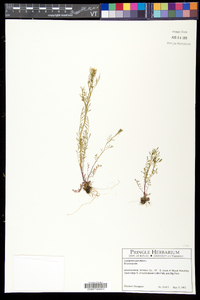 Cardamine parviflora image