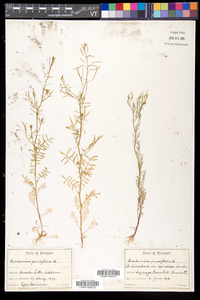 Cardamine parviflora image