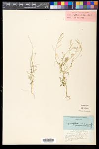 Cardamine parviflora image