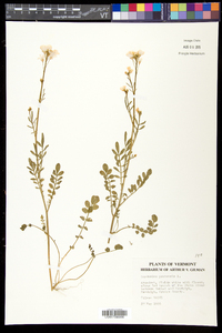 Cardamine pratensis image