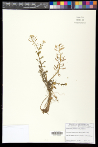 Cardamine pratensis image