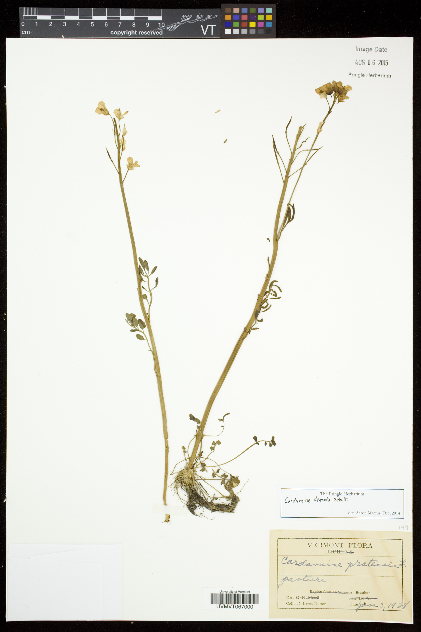 Cardamine dentata image