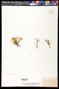 Cardamine bellidifolia image