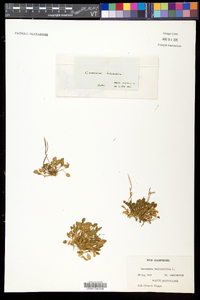 Cardamine bellidifolia image