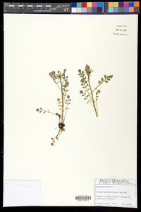 Cardamine pratensis image