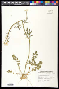 Cardamine pratensis image