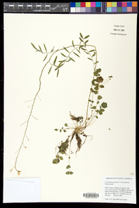 Cardamine pratensis image