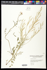 Cardamine pratensis image