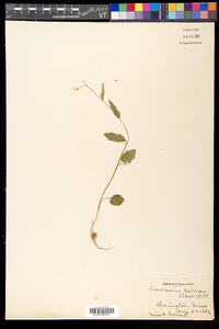 Cardamine bulbosa image