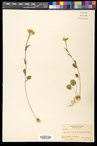 Cardamine bulbosa image