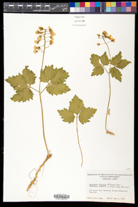 Cardamine diphylla image