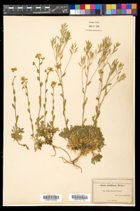 Draba arabisans image