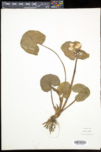 Caltha palustris image