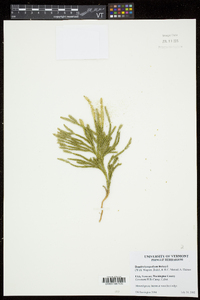 Dendrolycopodium hickeyi image