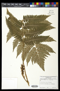 Dryopteris goldieana image