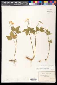 Cardamine maxima image