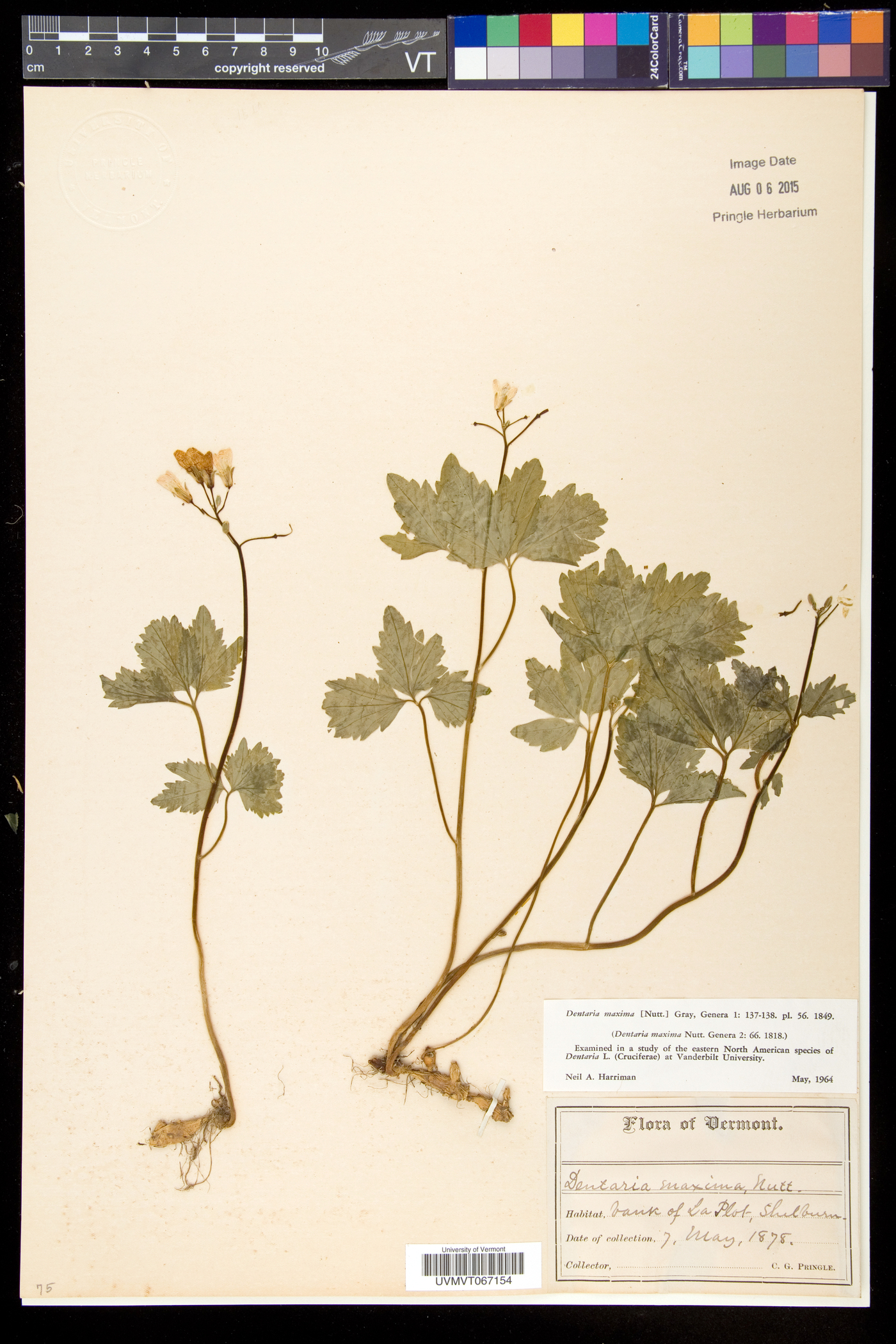 Cardamine maxima image